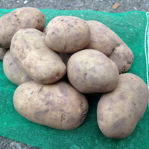 International Kidney Seed Potatoes